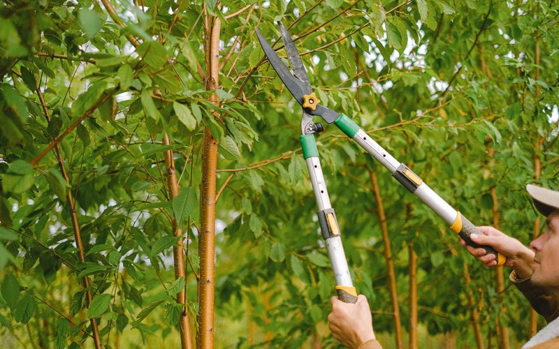 Tree trimming in Sharps, VA