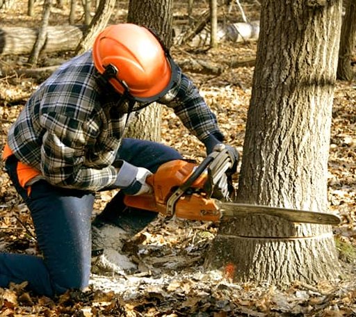 Tree Removal in Sharps, VA